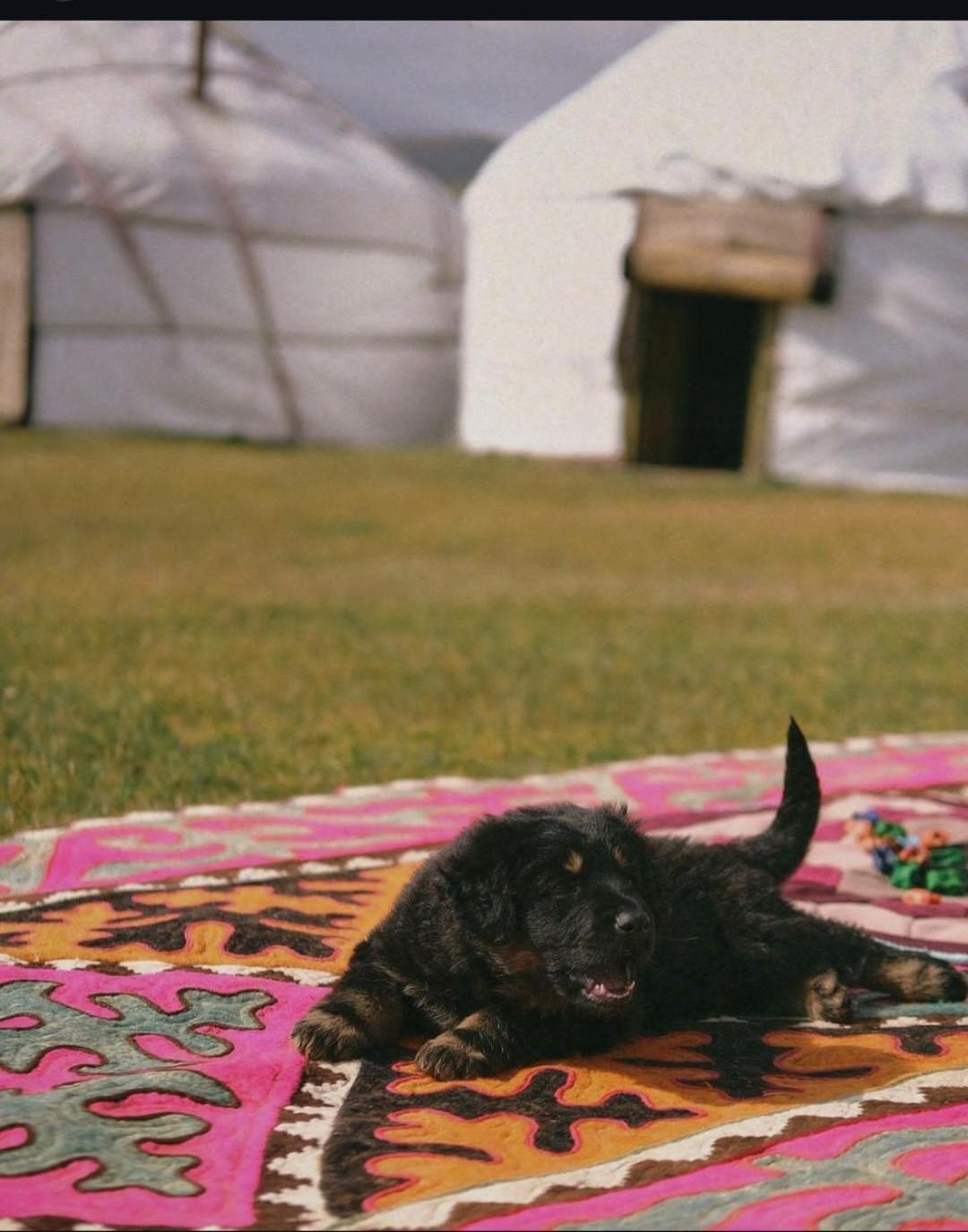 Zalkar Yurt Camp Hotel Song-Kul Bagian luar foto